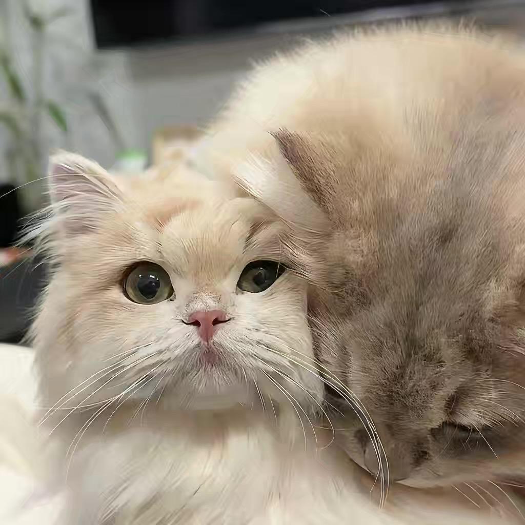 浮游猫猫₍˄·͈༝·͈˄*₎੭