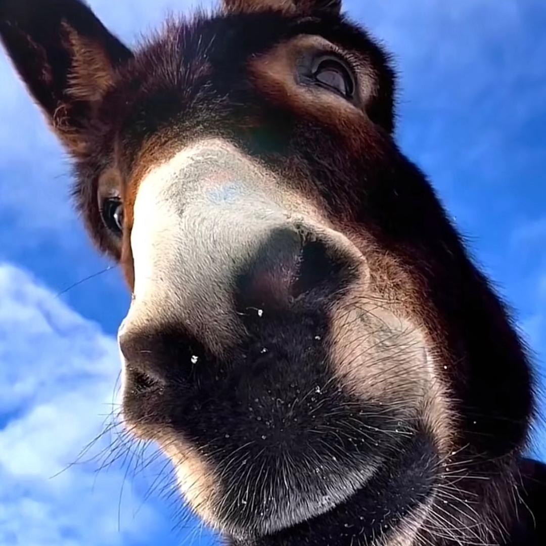 君子可欺以其方