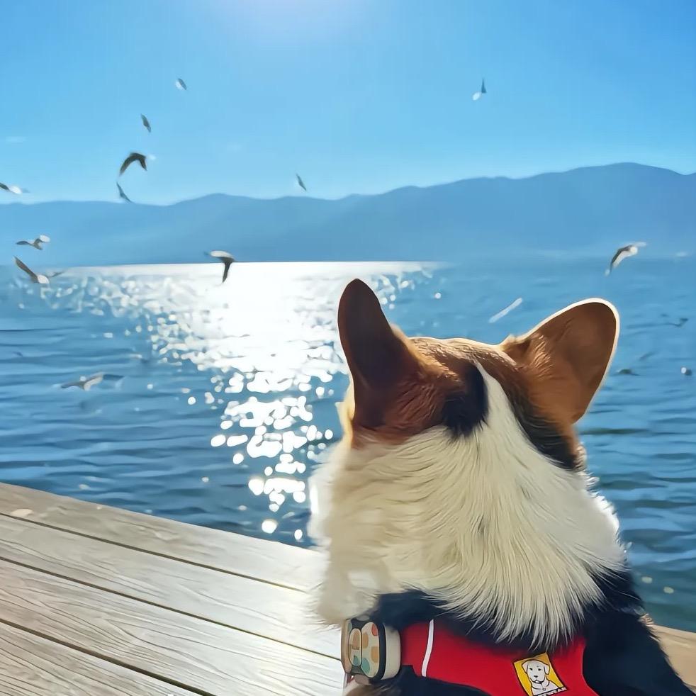越来越hao