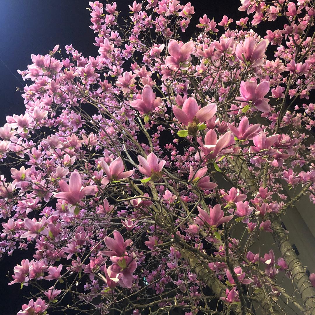 花若盛开 蝴蝶自来