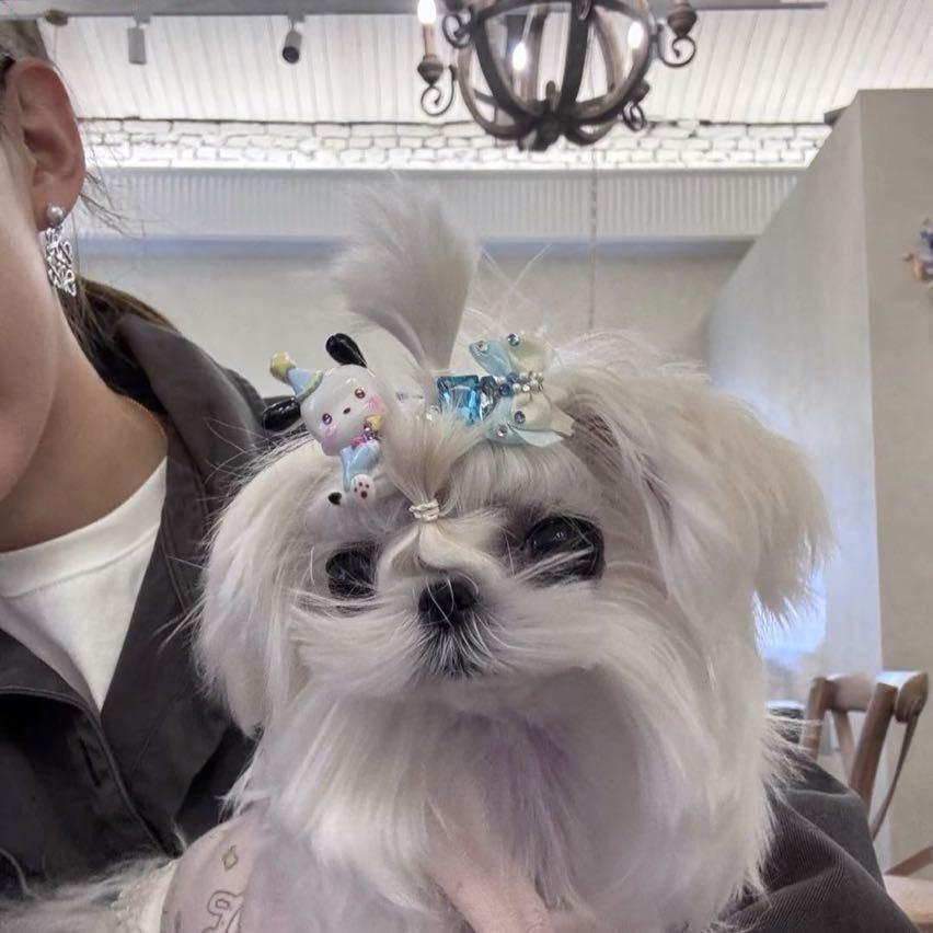 小杨女士.🛍️