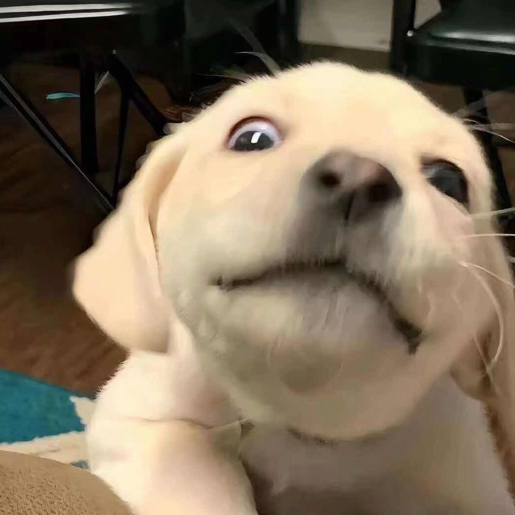 小李顶呱呱