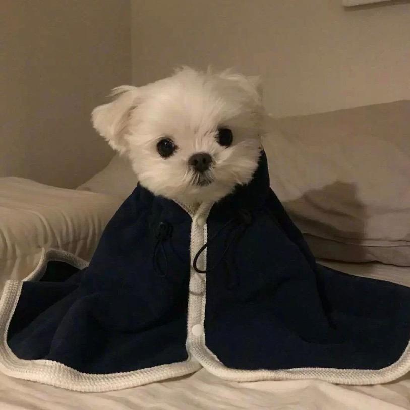 歲歲