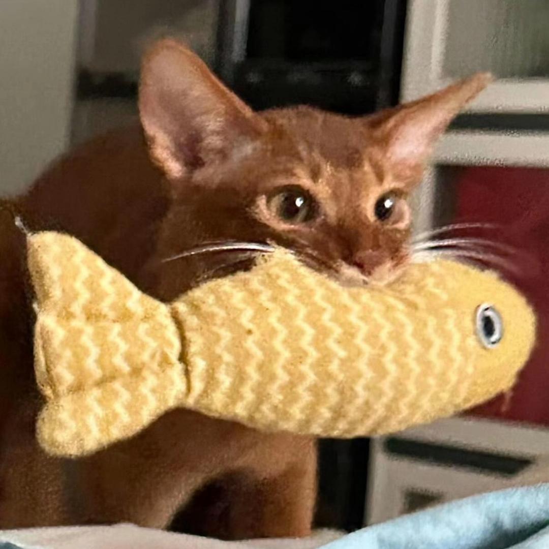 l