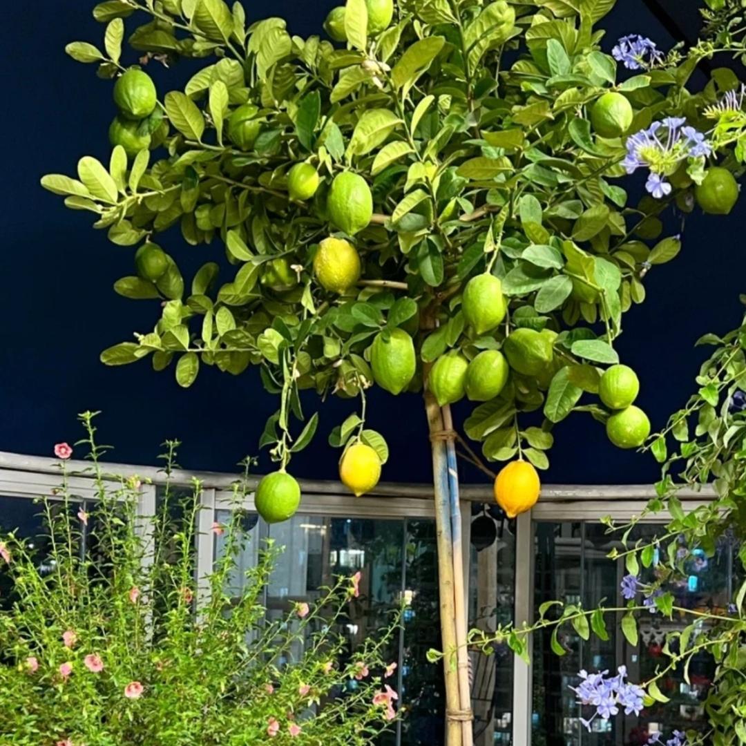 大师带你养好柠檬树