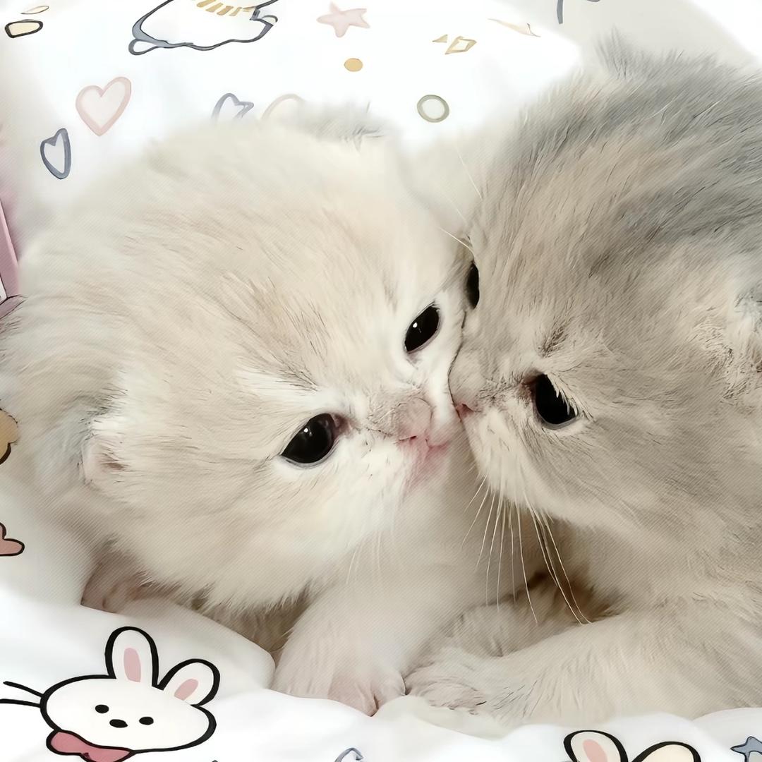 牛贝杨总