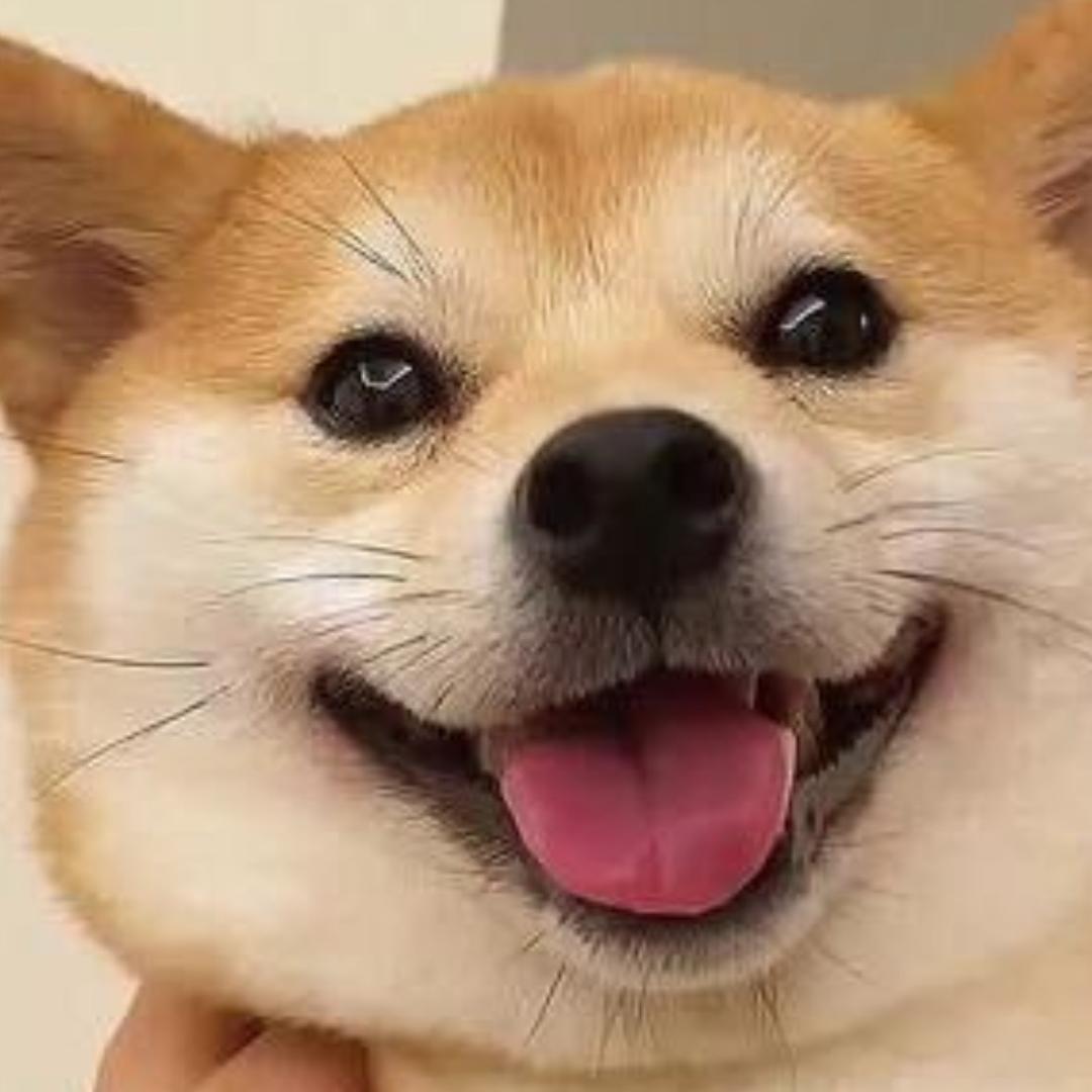 小奶狗
