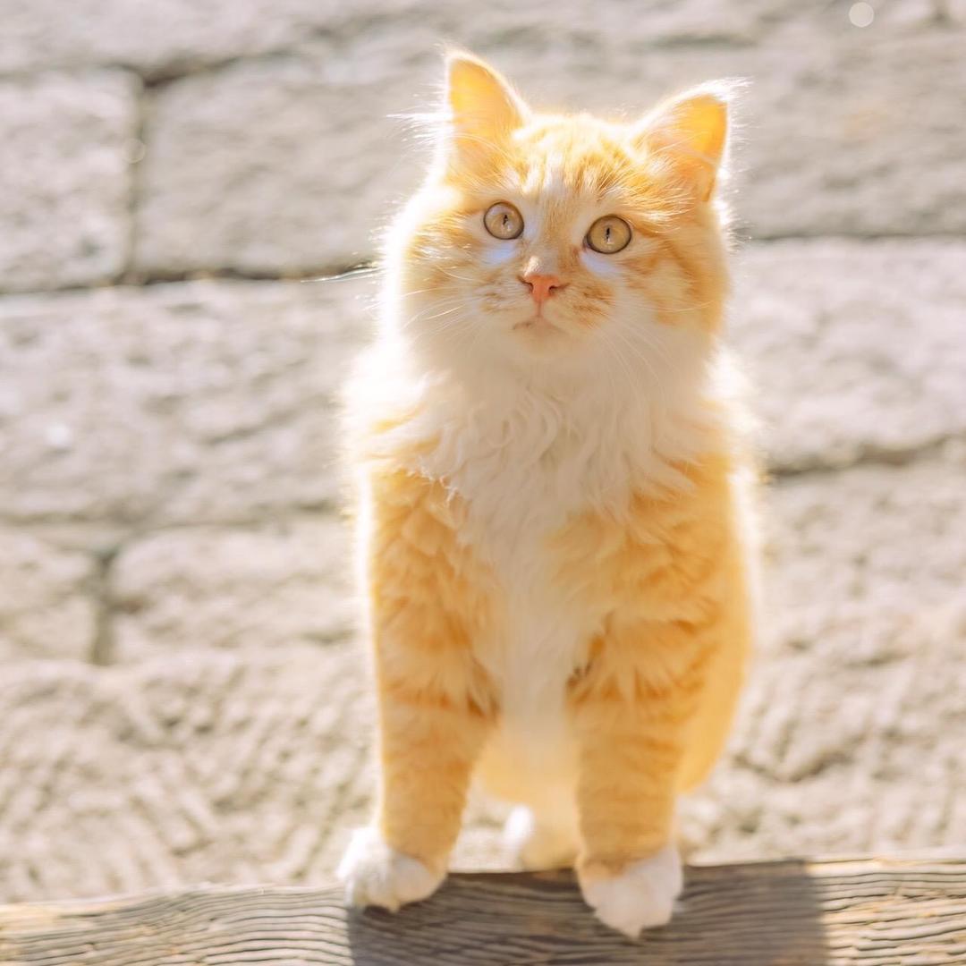 橘猫爱好者