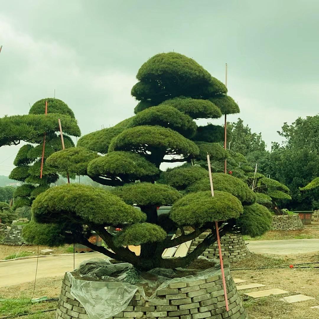 高远精品苗木（祺哥）