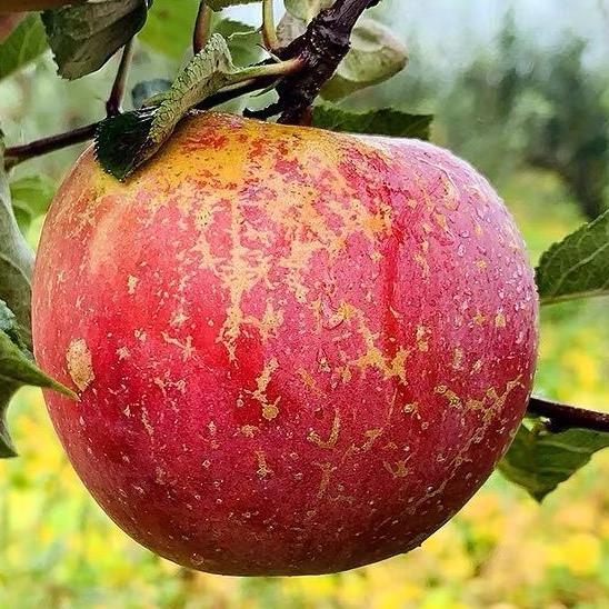 大山丑苹果🍎