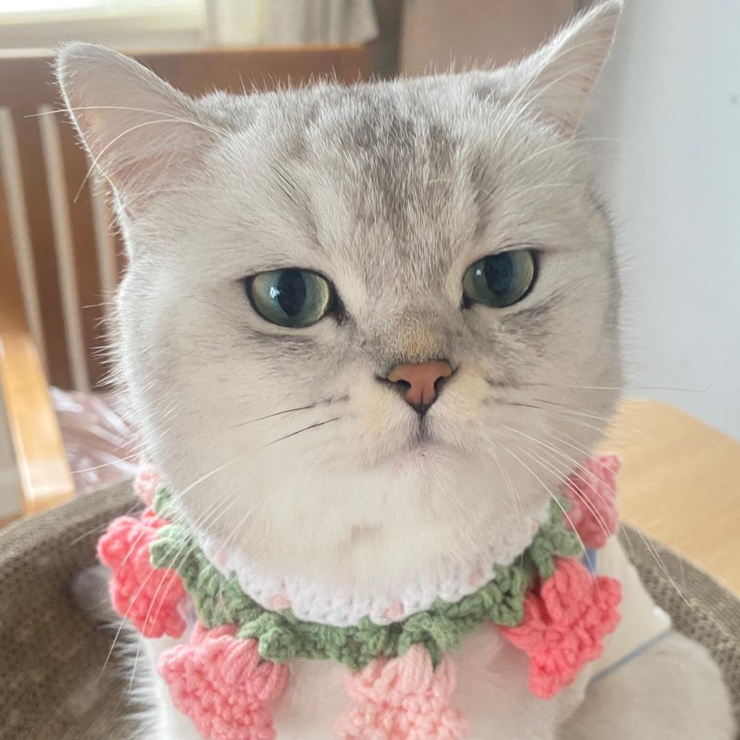 来宝有点胖😸