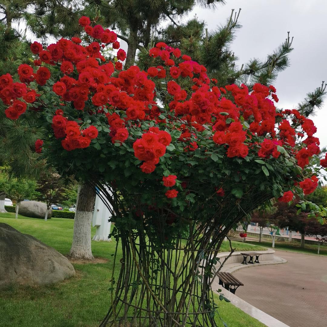 冬至大雪雪大至冬