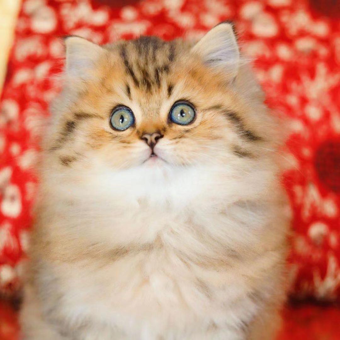 重庆优乐宠（猫猫）