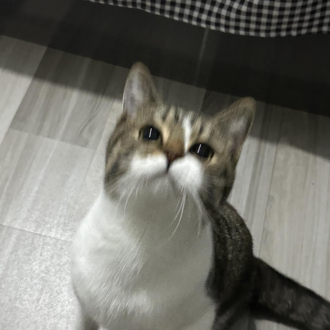 桑榆女鞋
