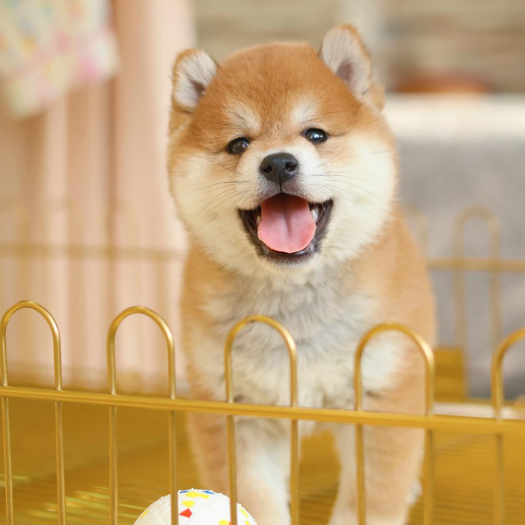 天津福乐庄柴犬