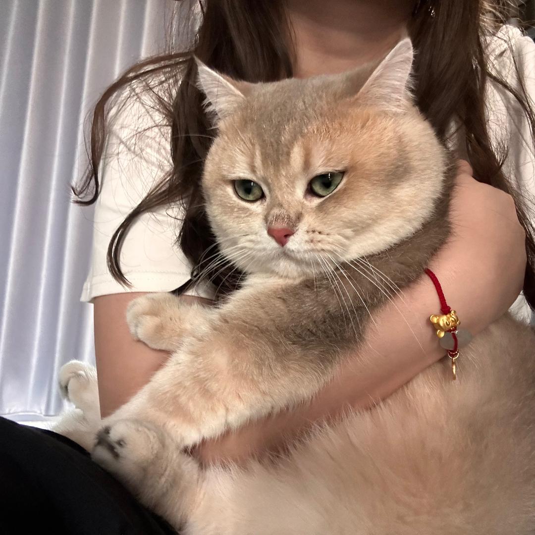 ʚ喵喵ɞ