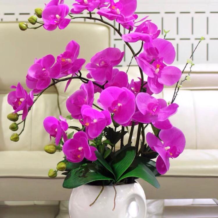 🌹花花知我心🌹