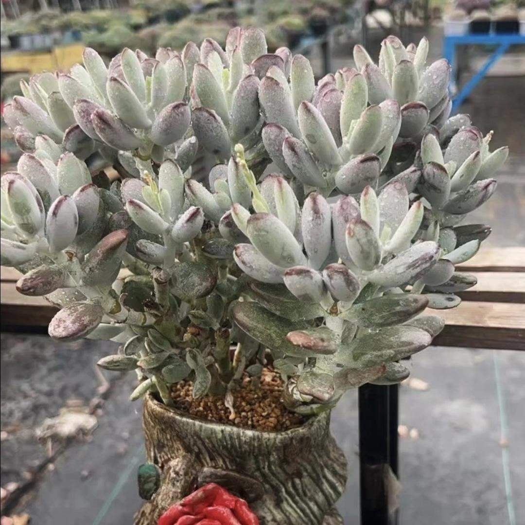 大恒多肉花盆