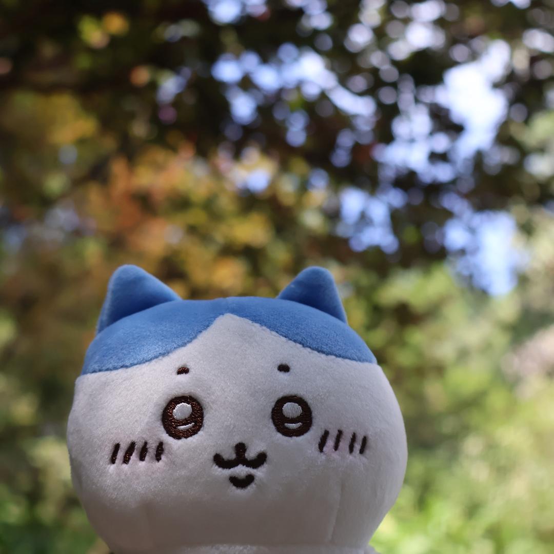 冬贝利