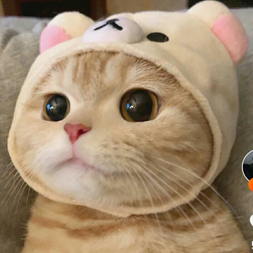 潮汕夜猫