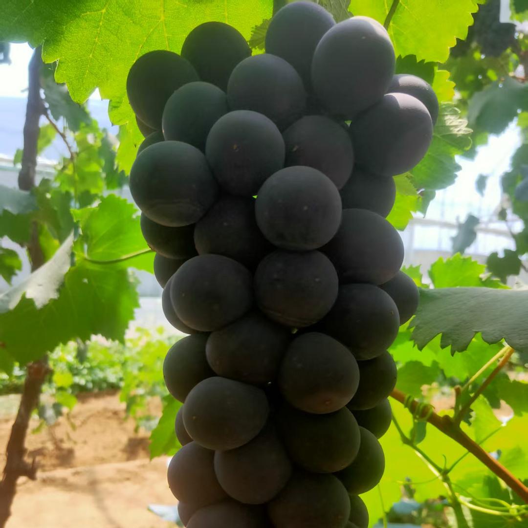 小木鲜果（产地代收）