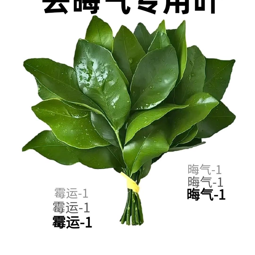 每天阿巴阿巴