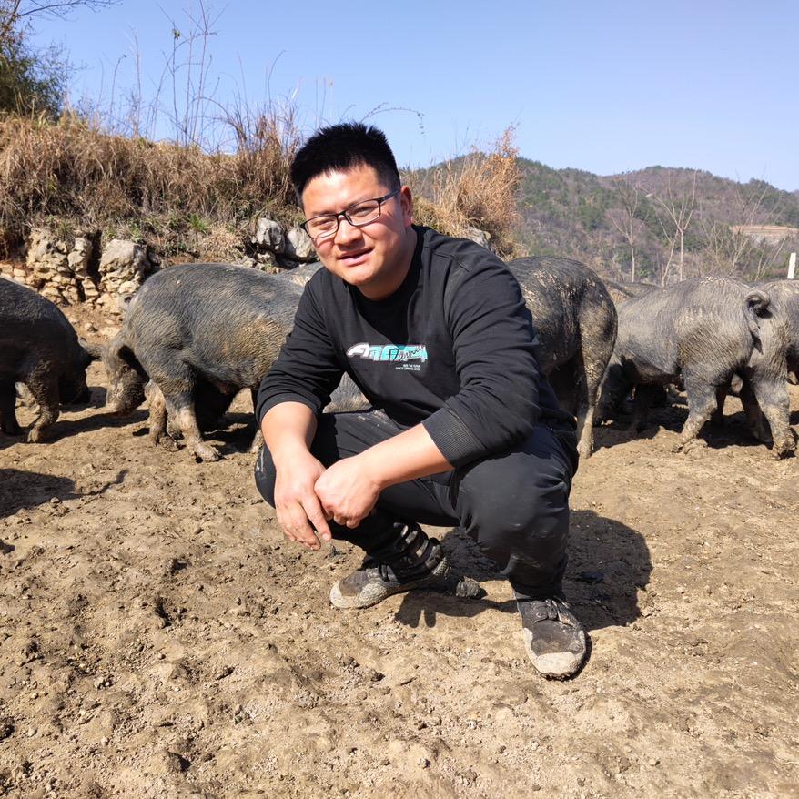 张家界养猪小哥哥之跑山黑猪