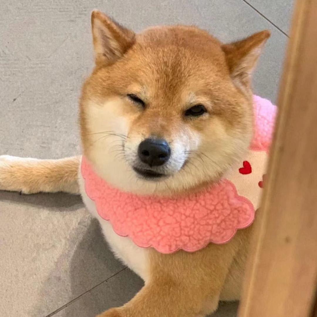 不能没有修狗