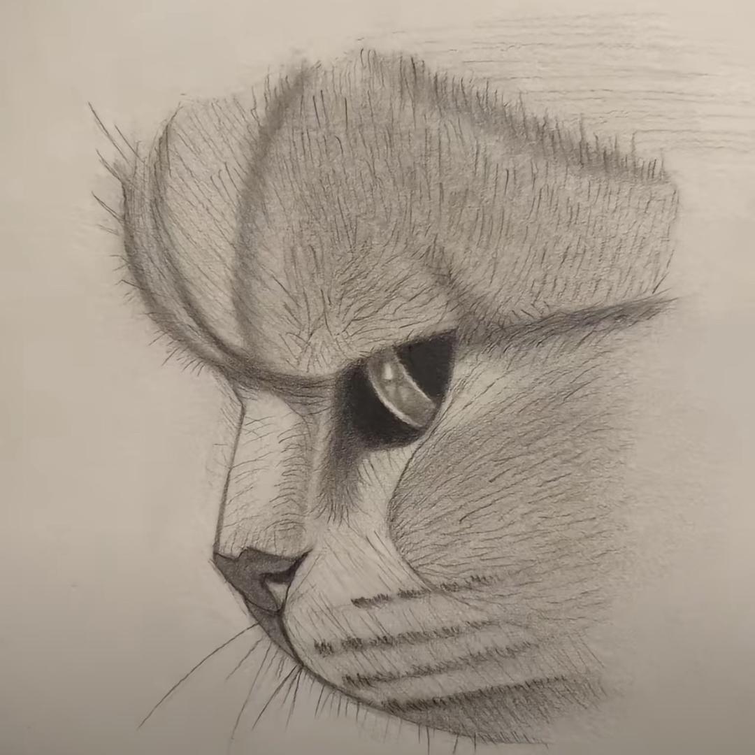 阳台上的猫