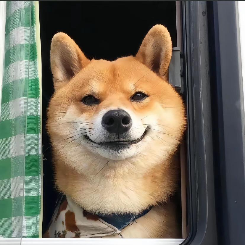淘只田园犬