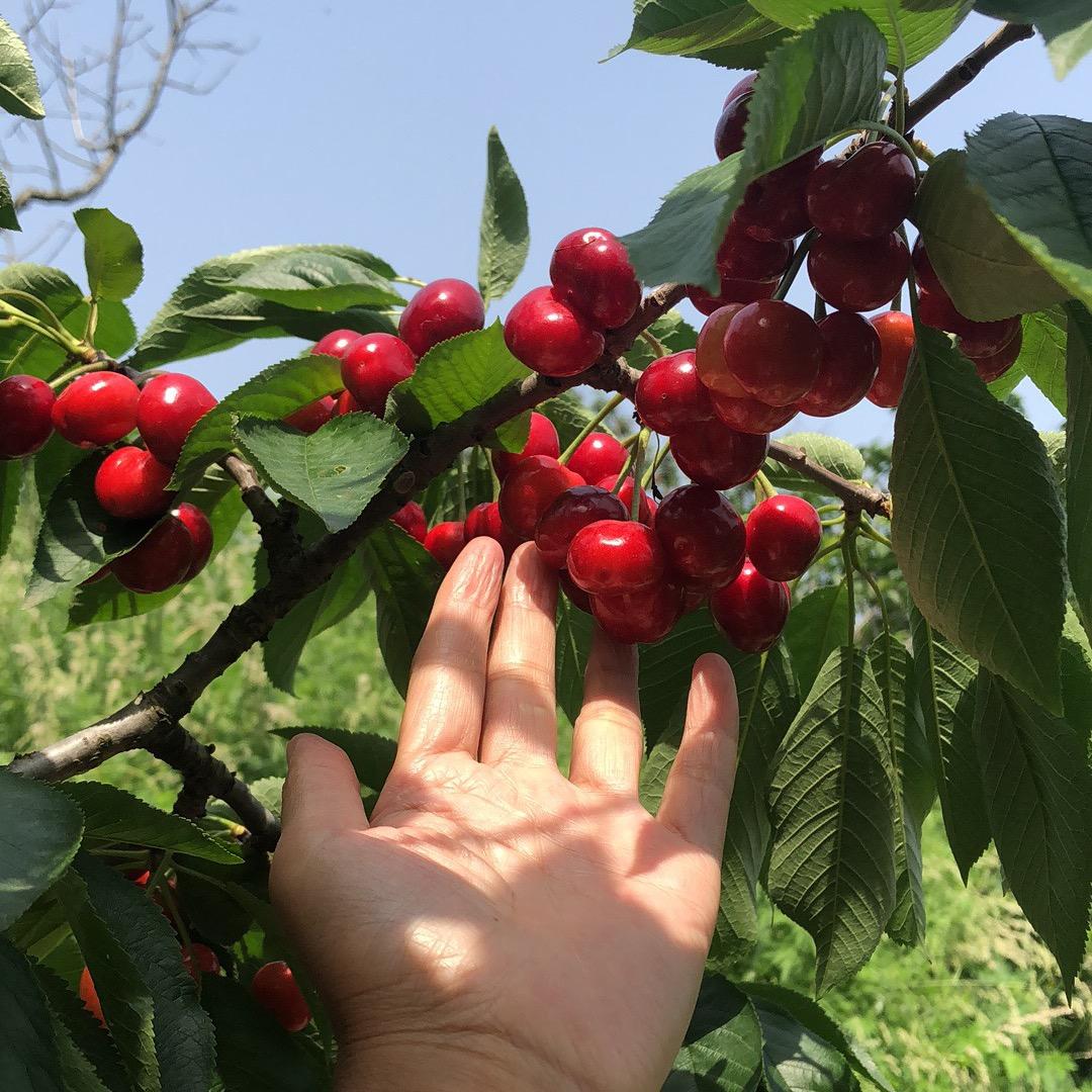 栖霞苹果大樱桃