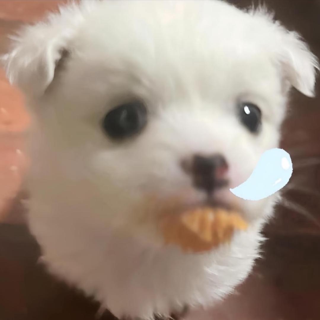 别揍小狗