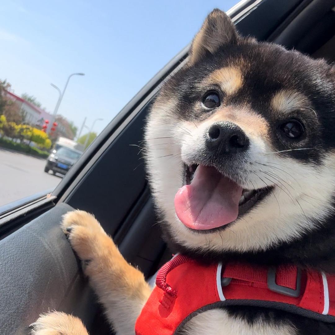 河北日保柴犬NMSA豆柴