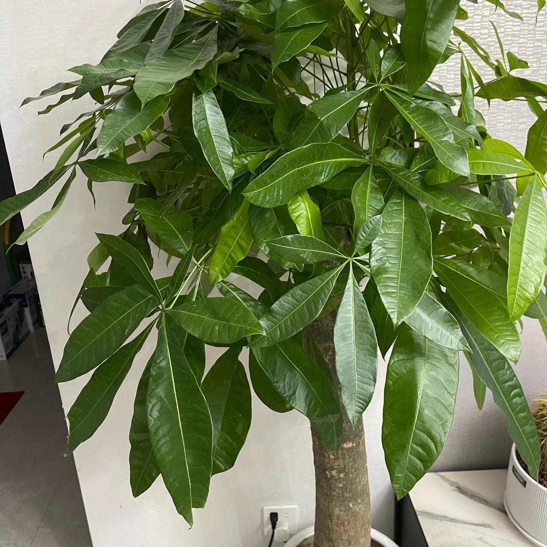 善良🌹🌹幸福