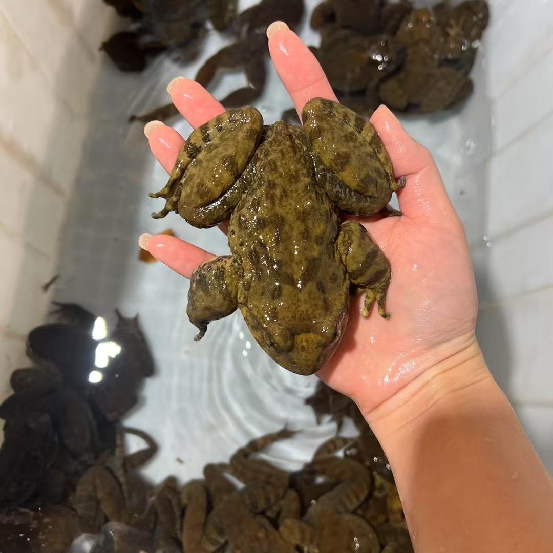 贵州原生态