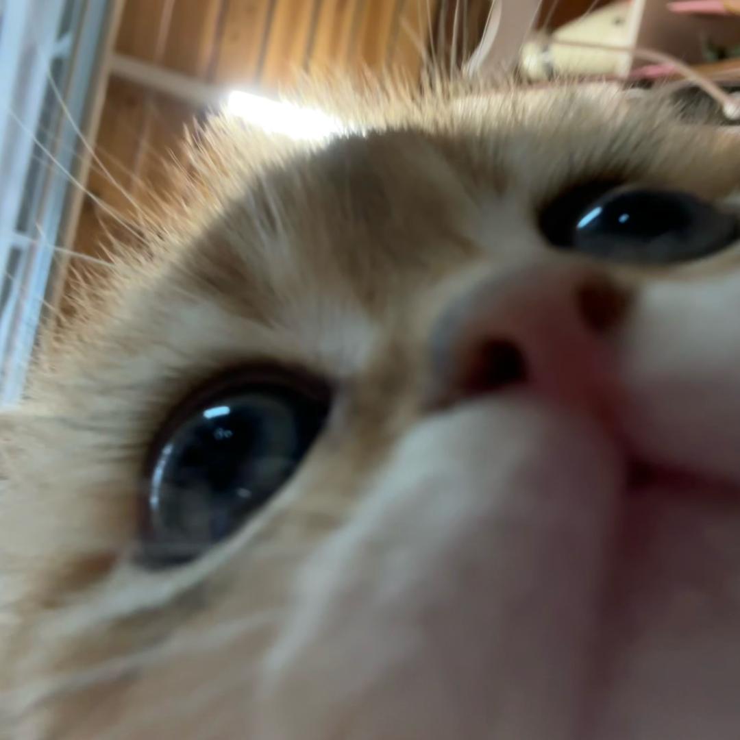 元宝是只喵🐱