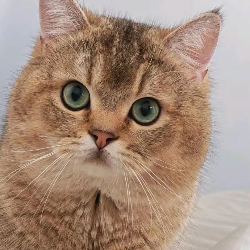 ✨小米是只猫🐱🌈