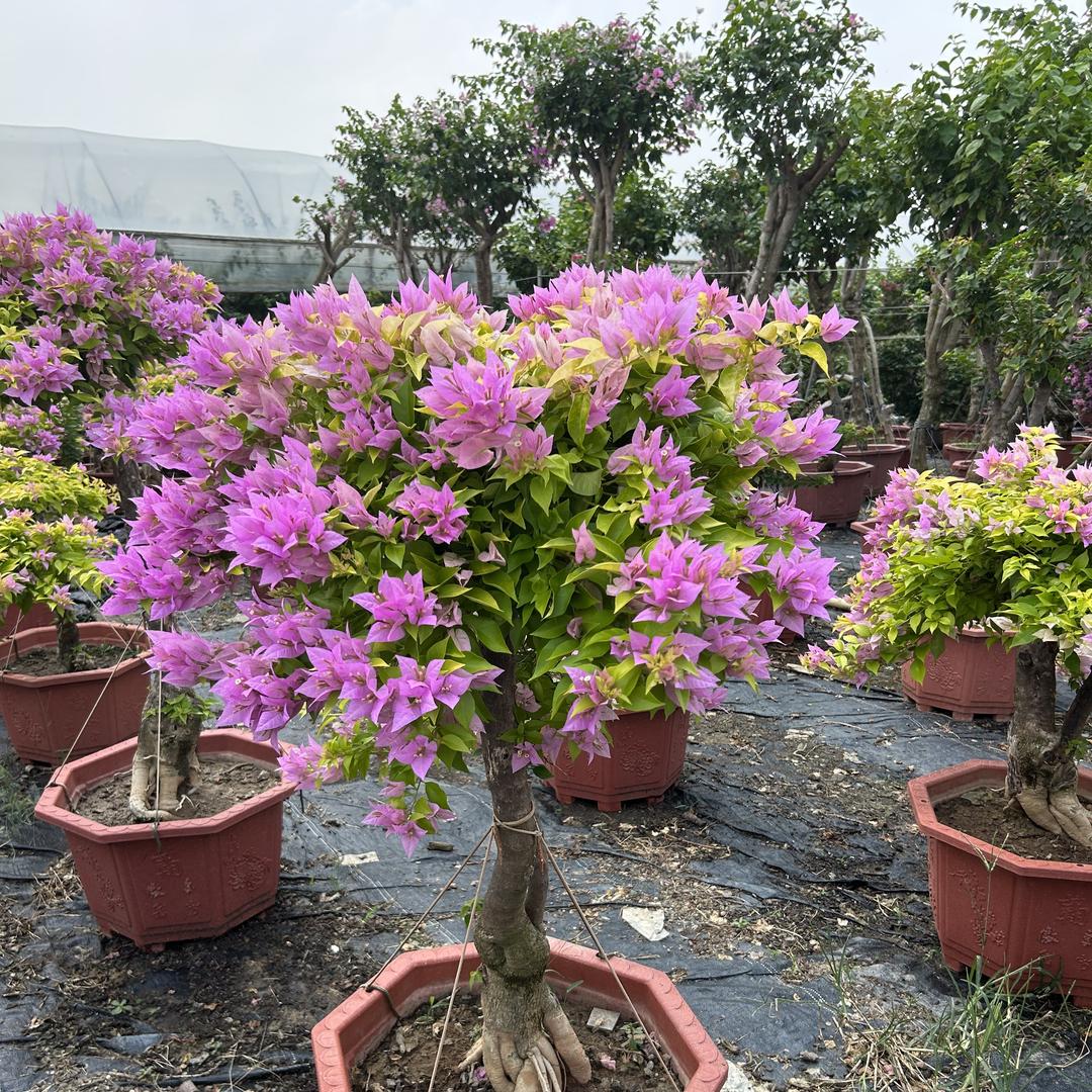 无家可归的绿植