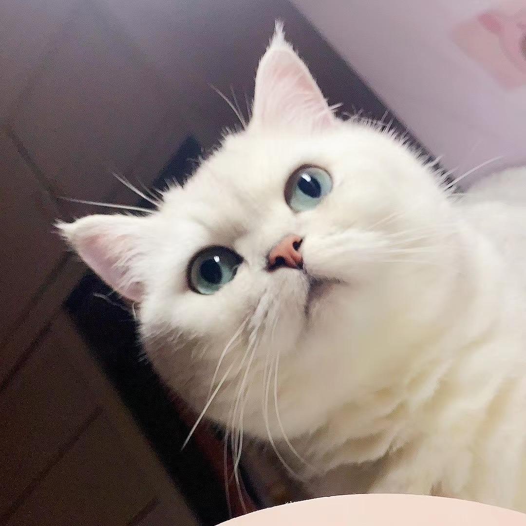 小饼干的幸福时光