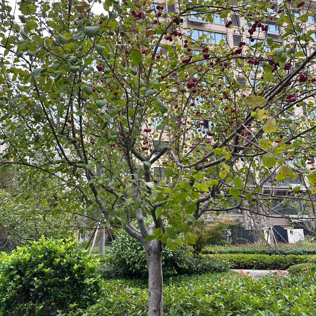 青柠🍋‍🟩半夏