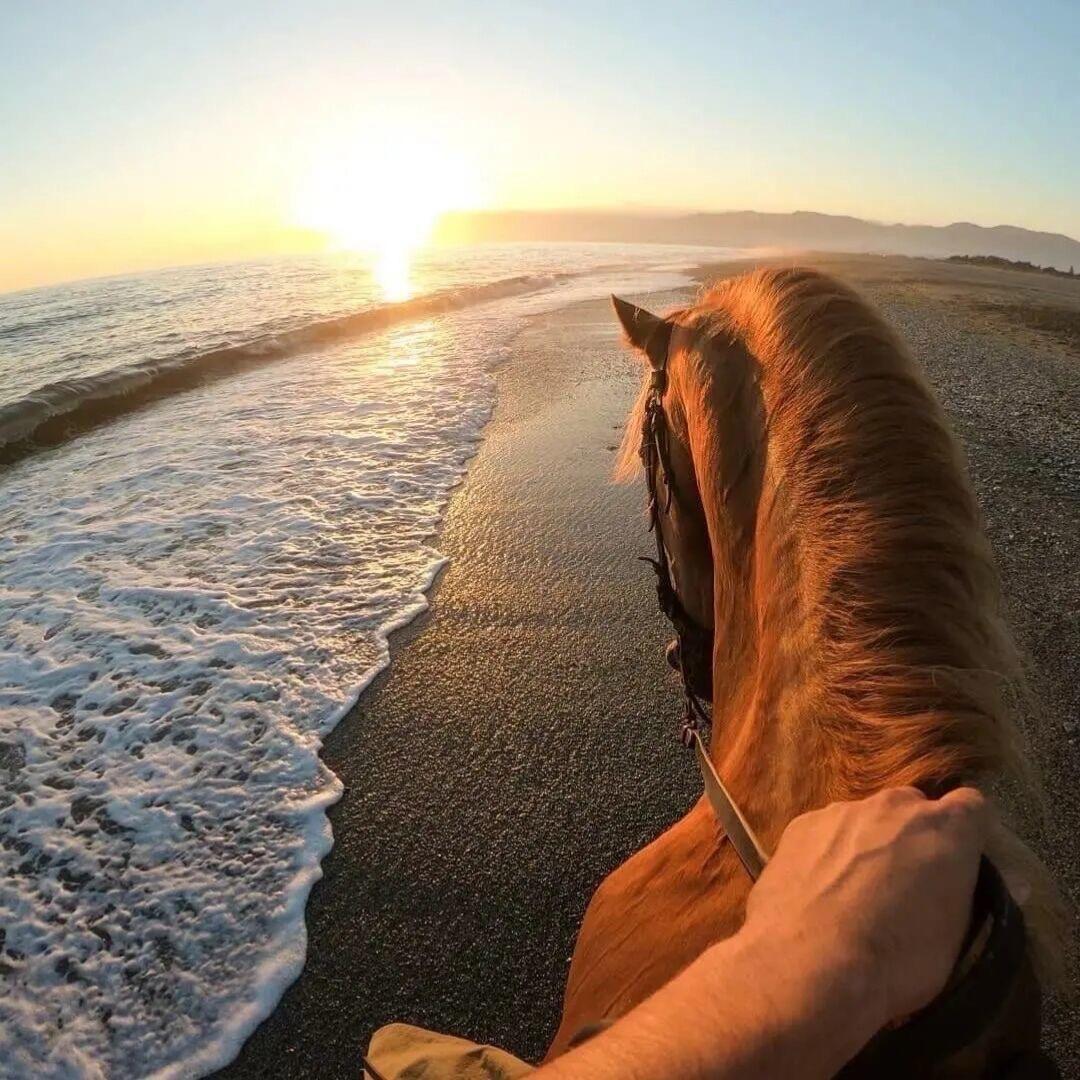 野馬.