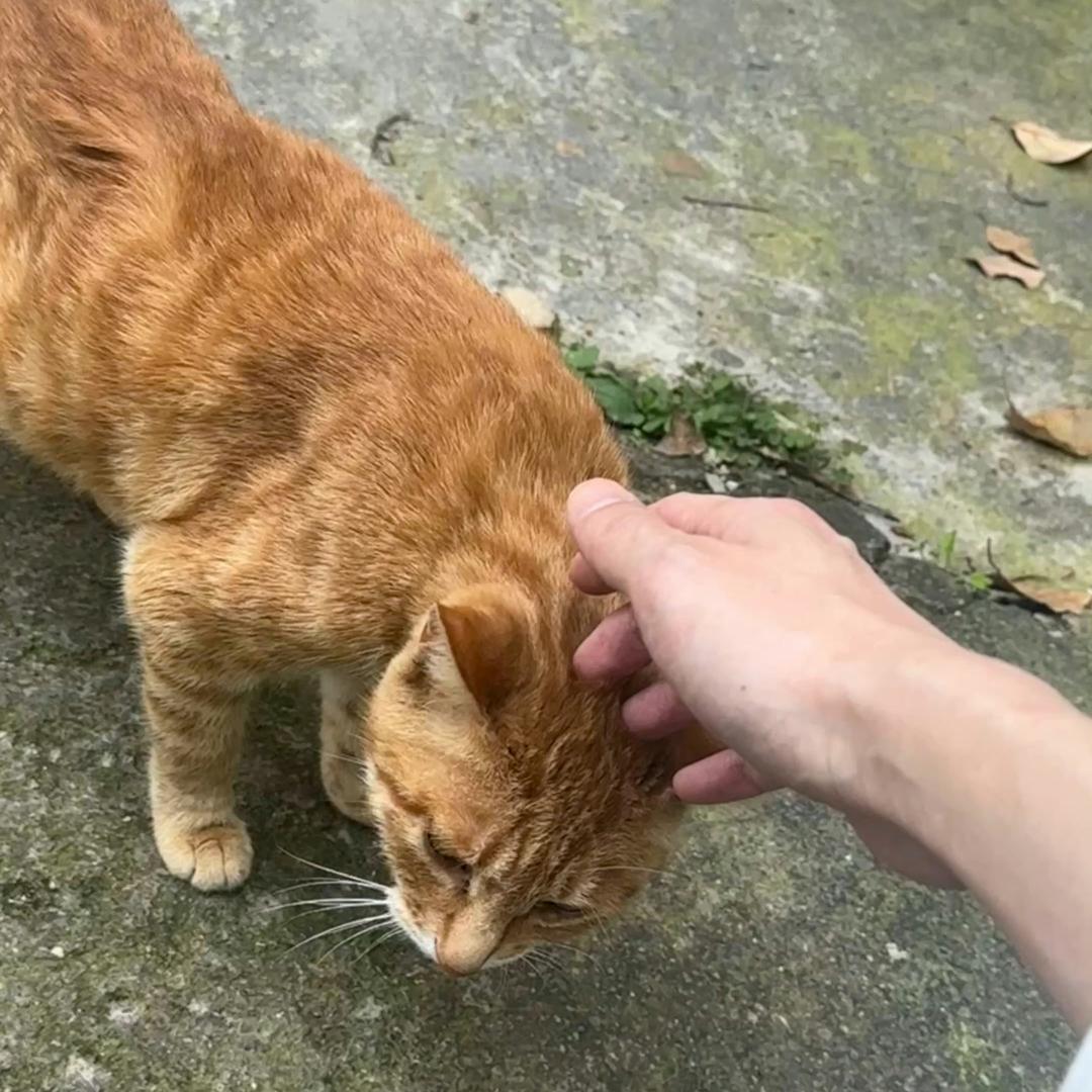 蔷薇百货.