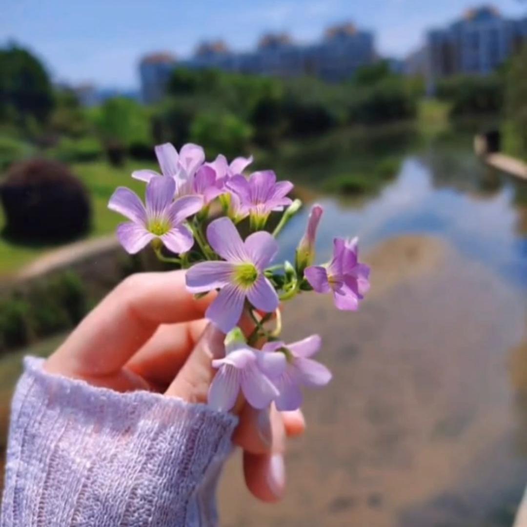 桔子