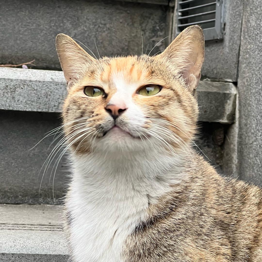 灰太螂