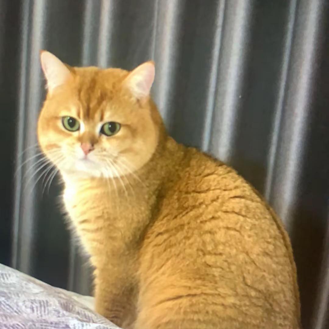 多多是只猫🐱头像