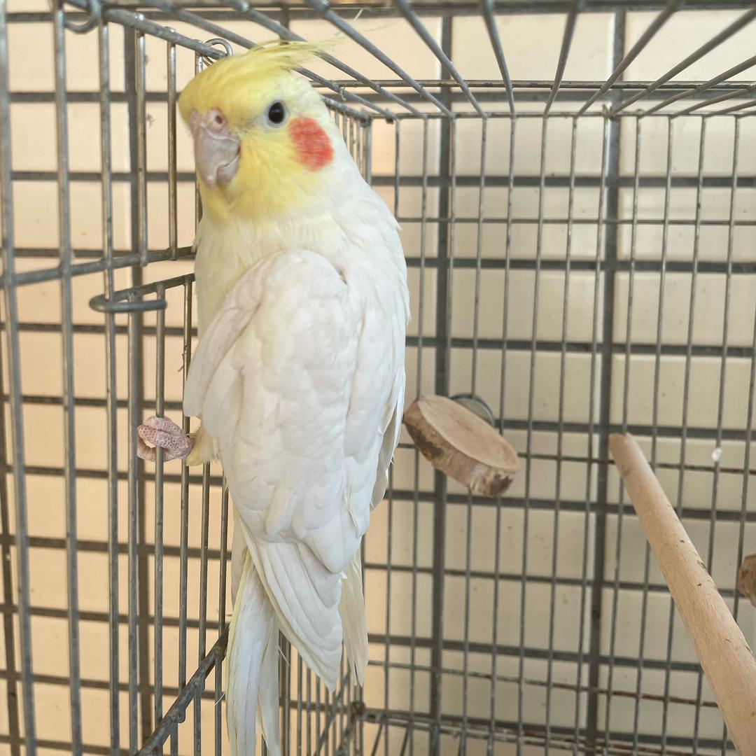 海（鹦鹉养殖）