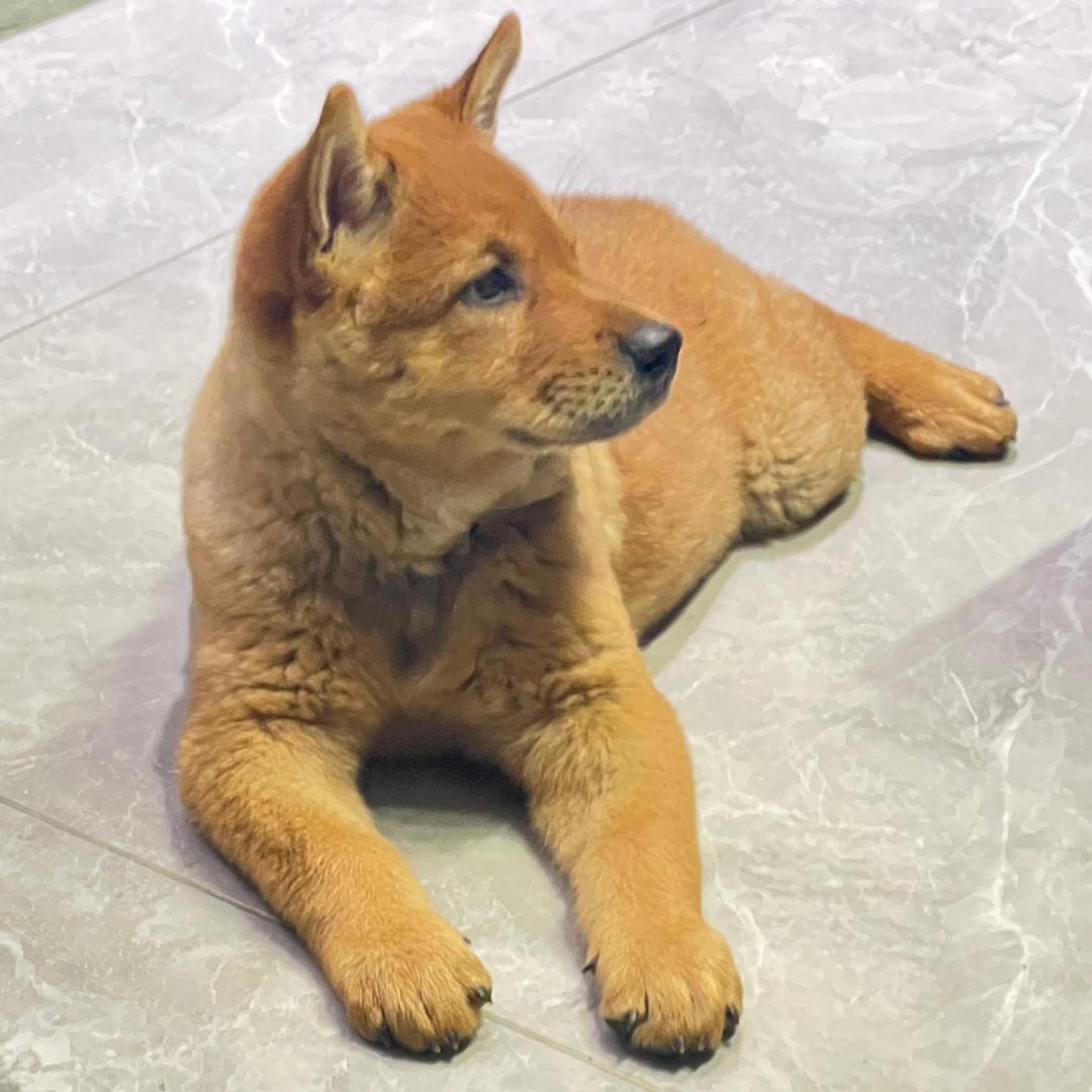 广西土狗金虎在宜宾