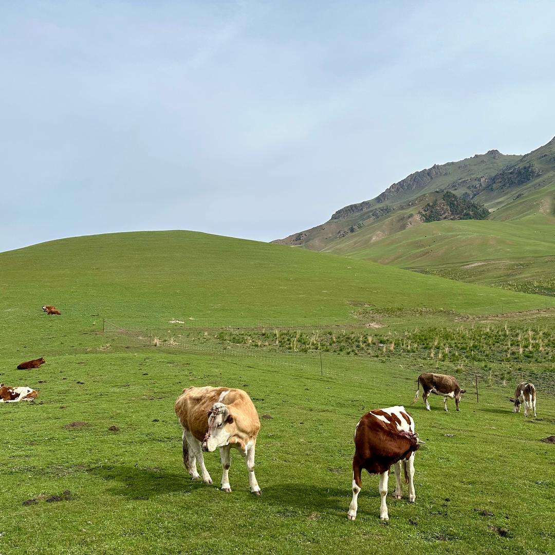乌尔禾的大盘鸡