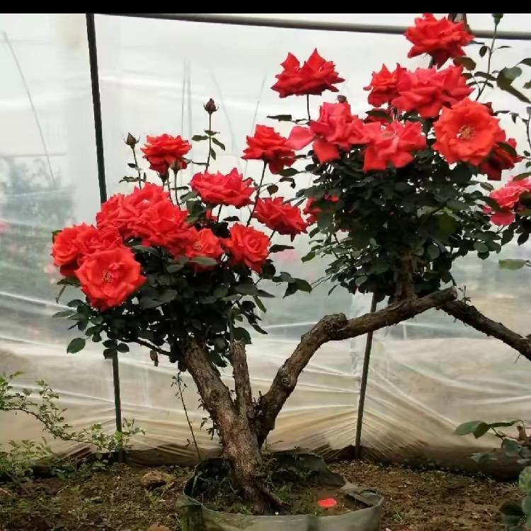 花木绿化园林