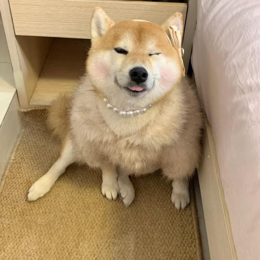 图图家柴犬